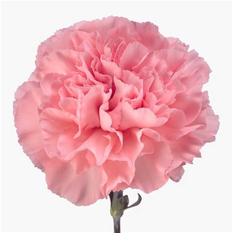 Carnation Nahema 70cm .